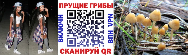 Псилоцибиновые грибы Psilocybe  Кувшиново 